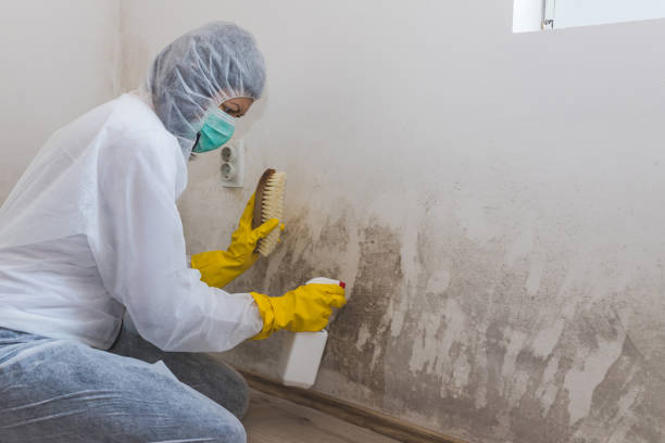 Best White Mold Remediation in Goshen, AR