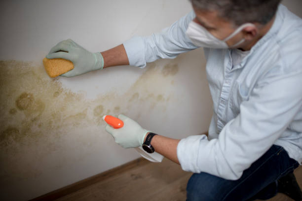 Best Attic Mold Remediation in Goshen, AR