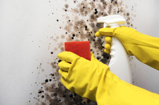 Best Insurance-Related Mold Remediation in Goshen, AR