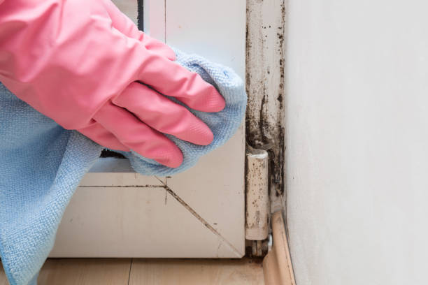 Best Localized Mold Remediation (e.g., coastal areas, humid climates) in Goshen, AR